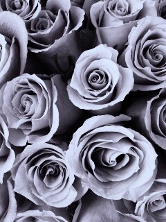 Букет роз обои