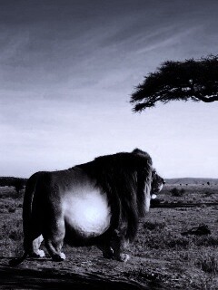 Толстый лев обои