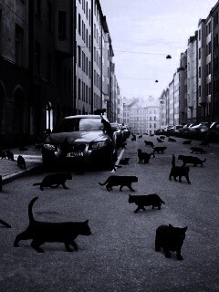 Город кошек обои