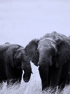 Слон, слониха и слоненок обои