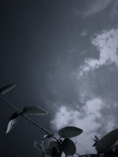 Веточки на фоне неба обои