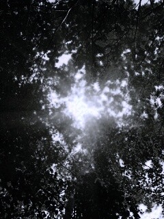 Яркий зеленоватый свет пробивающийся сквозь листву обои