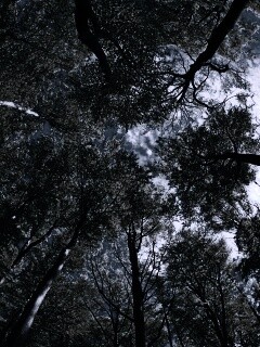 Кроны деревьев обои