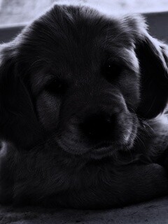 Сонный щенок лабрадора обои