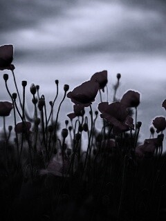 Цветущие маки обои