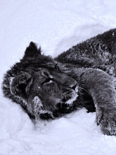 Львёнок в снегу обои