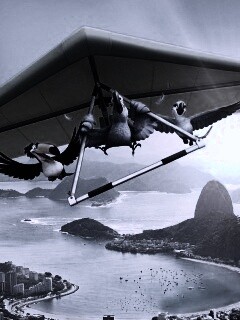 Герои мультфильма Рио обои