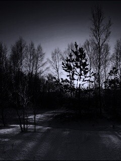 Зимний лес обои