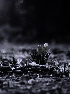 Весенняя трава и цветы обои