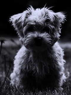 Щенок болонки обои