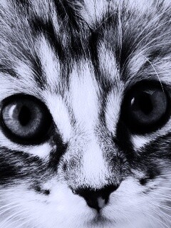 Пушистый котенок обои