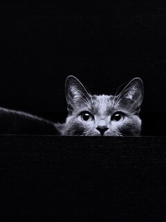 Кот в ящике комода обои