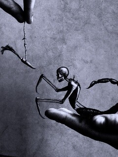 Кормёжка смерти обои