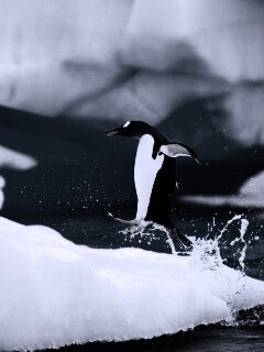 Пигвин запрыгивает на льдину обои