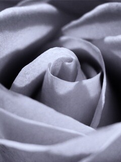 Фиолетовая роза макро обои