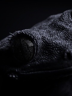 Ящерка обои