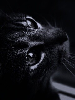 Кот с желтыми глазами обои