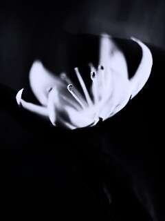 Белый цветок обои