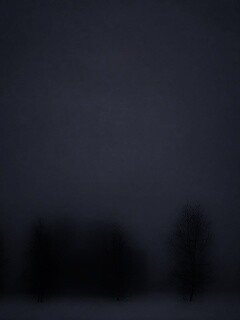 Деревья в тумане обои