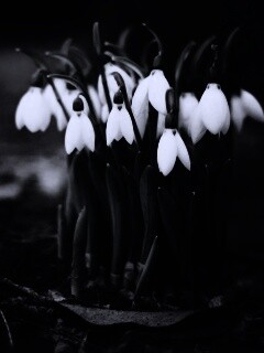 Подснежники - весенние цветы обои