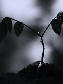 Молодой росток обои