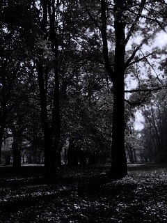 Осенний листопад в парке обои