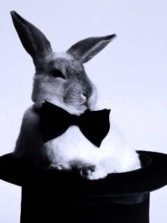 Кролик в цилиндре фокусника обои