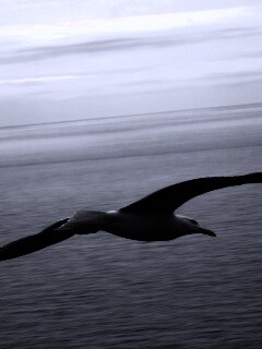 Чайка в полете обои