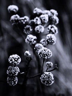 Ледяные цветы обои