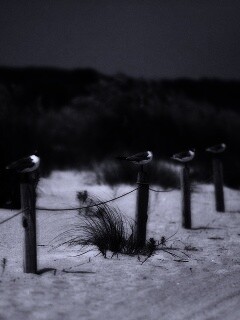 Птички на столбиках обои