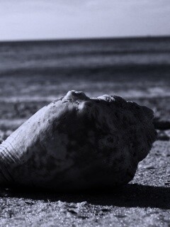 Морская раковина на пляже обои