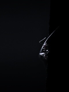 Муравей-пожарник обои