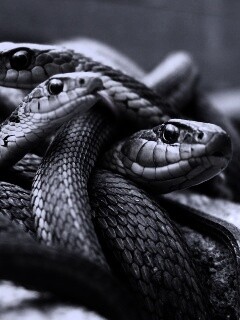 Клубок змей обои