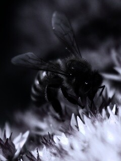 Пчела собирает пыльцу обои