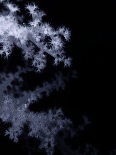 Кораллы обои