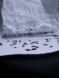 Лежбище тюленей обои