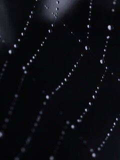 Паучья сеть обои