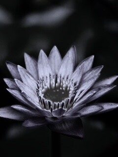 Фиолетовый цветок обои