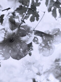 Цветочное настроение обои