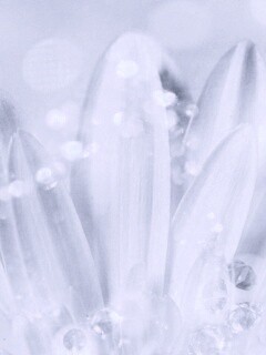 Белые лепестки обои