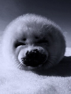 Тюлень-колобок обои