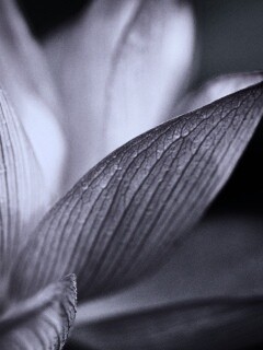 Лепестки цветов обои