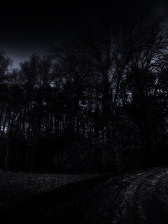 Дорога в лес обои