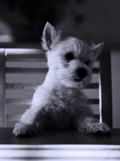 Щенок на стуле обои