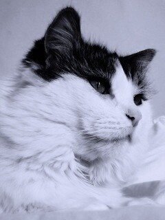 Белый кот с серой макушкой обои