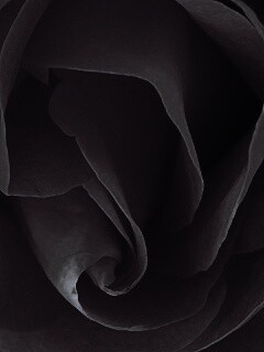 Макро фотка бутона обои