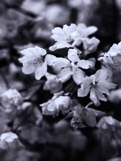 Весенние цветы обои