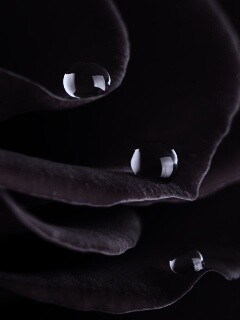 Капли росы на лепестках розы обои