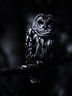 Сова на ветке обои