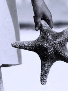 Морская звезда в руке обои